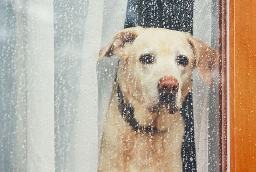 Como entreter seu cachorro nos dias de chuva